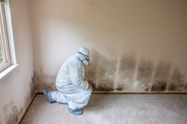 Asbestos and Lead Testing During Mold Inspection